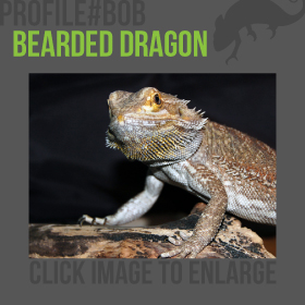 Bearded Dragon