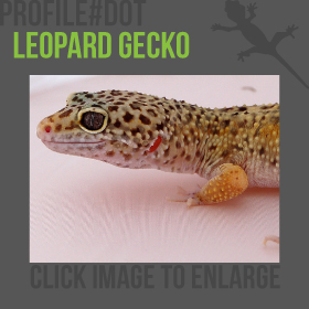 Leopard Gecko