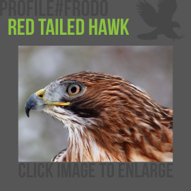 Red Tailed Hawk