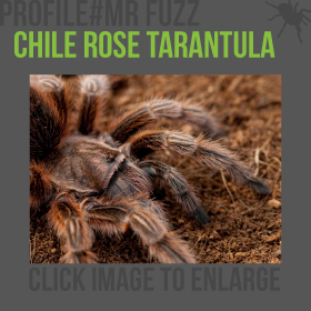 Chile Rose Tarantula