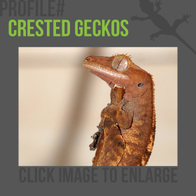 Crested Geckos