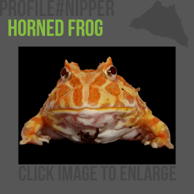 Horned Frog