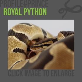 Royal Python