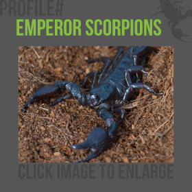 Emperor Scorpion